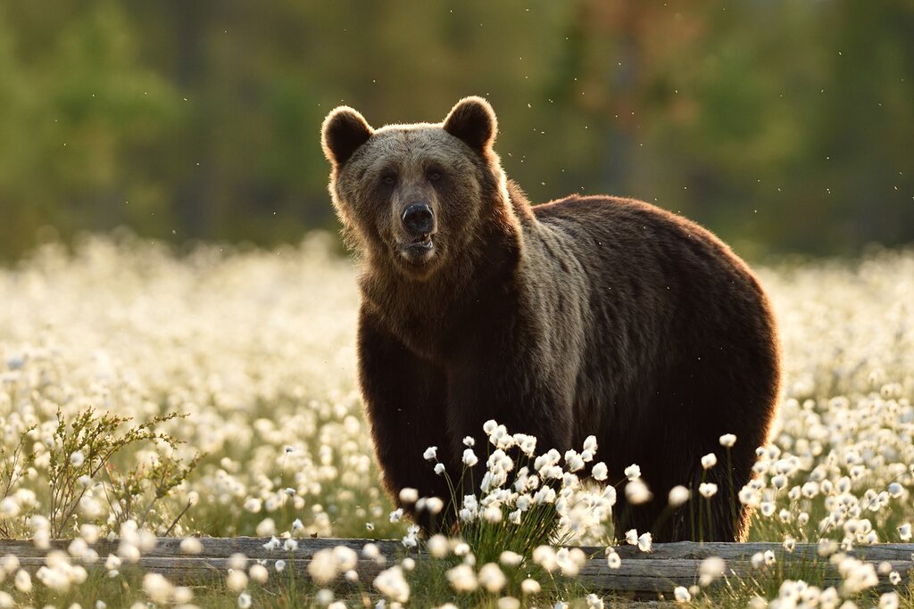 See wild bears in their natural environment from the safety of your cabin