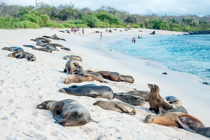 See the playful seal pups on La Loberia