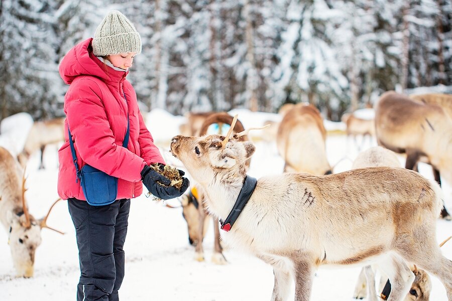 Sustainable Reindeer Safari