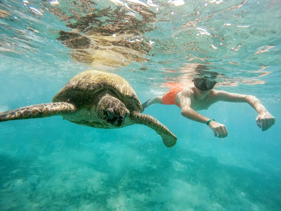 Make new friends with a relaxed snorkel