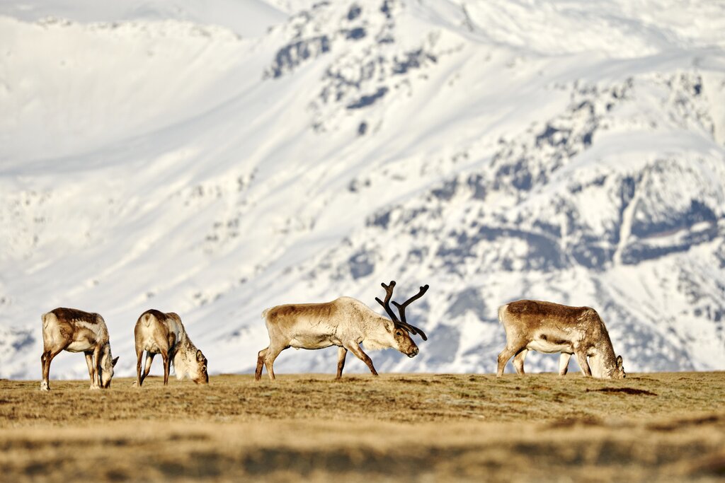 Reindeer in East Iceland
