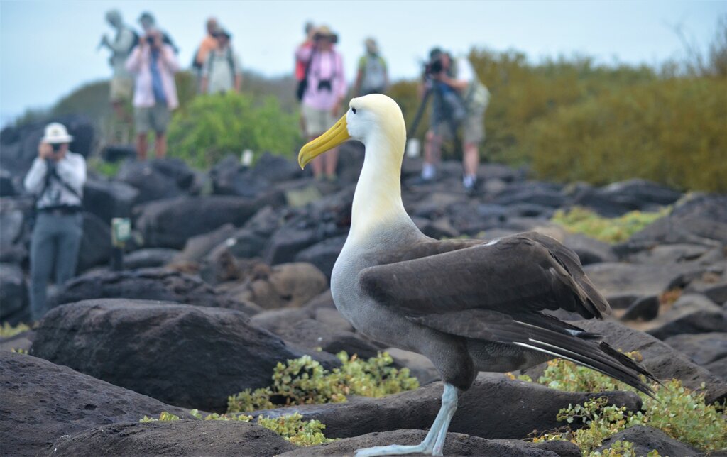 Waved Albatross