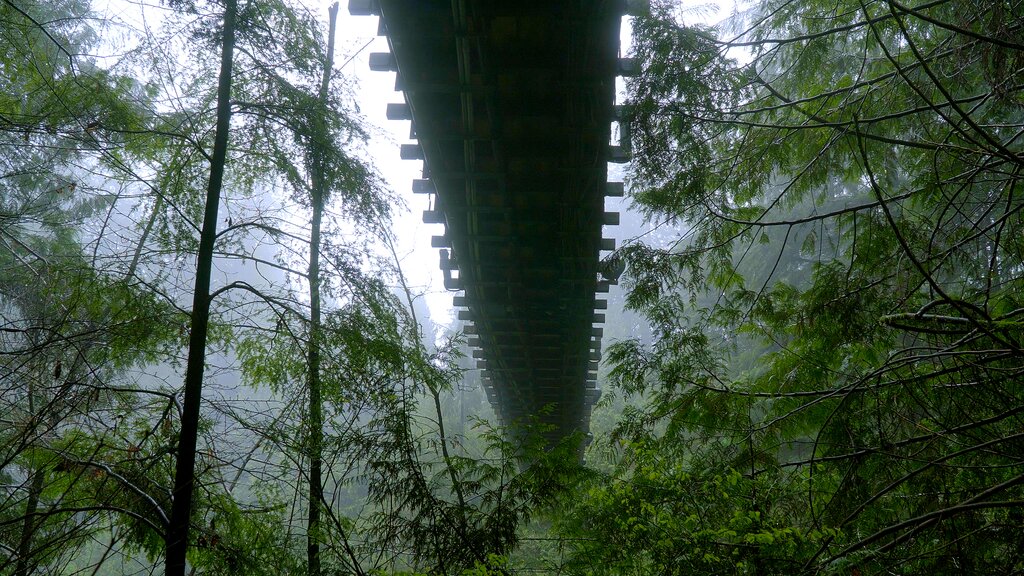 Suspension bridge