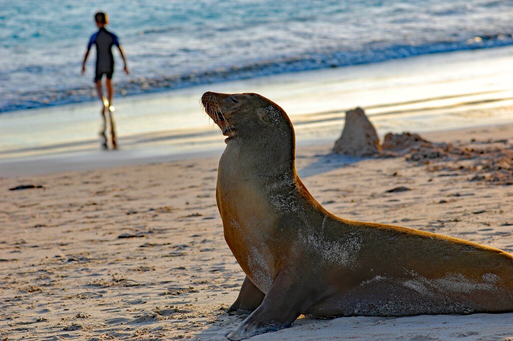 Wildlife Encountering at Lobos Island