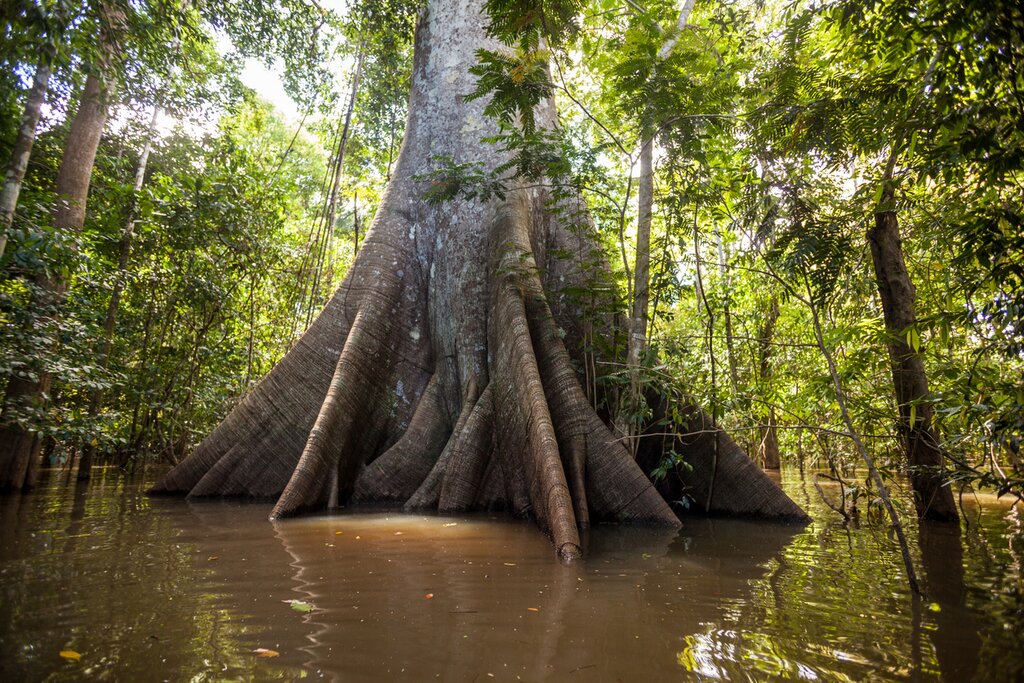 Sacred Samaúma tree