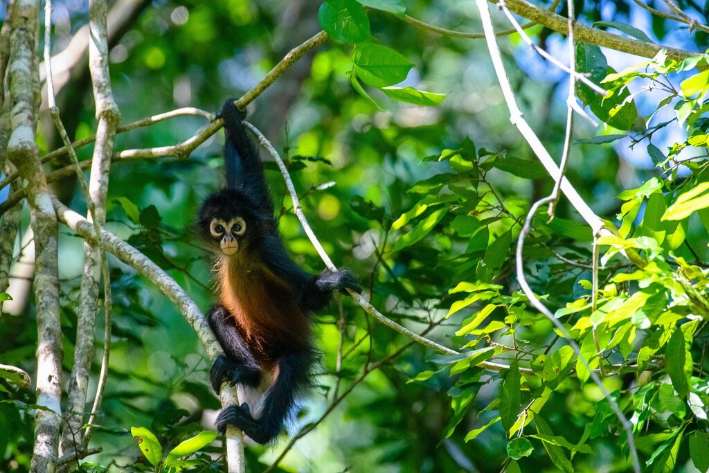 See remarkable wildlife, including spider monkeys, on this quick jaunt to Costa Rica's Osa Peninsula