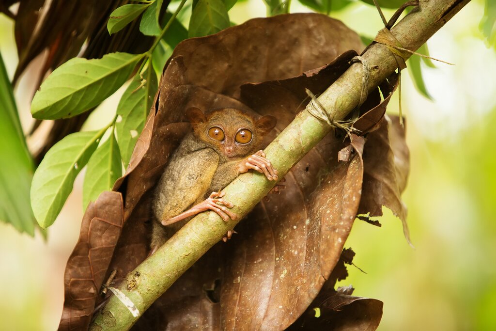 Transfer from Makassar (UPG) to Tangkoko Nature Reserve via Manado (MDC)
