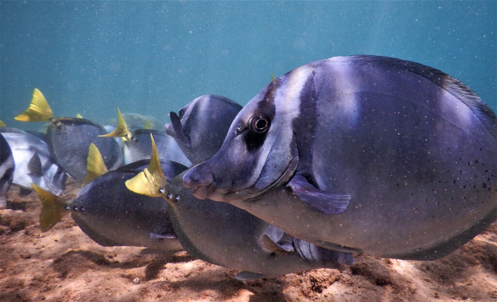 Galapagos Marin Life