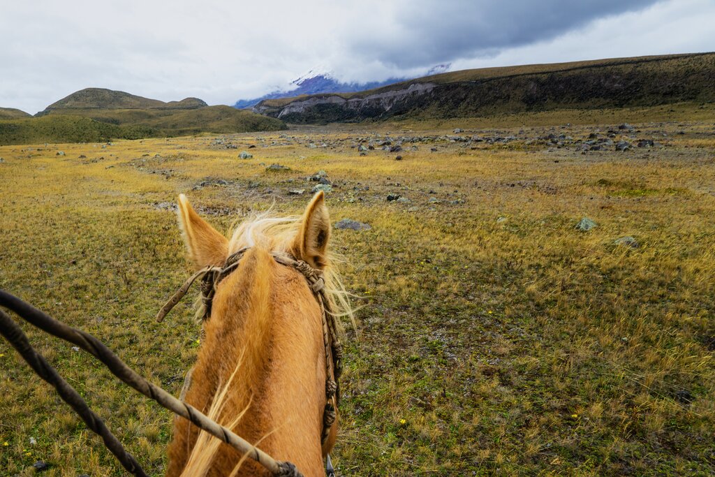 Ecuadorian páramo from a horse rider's point of view with horse's head in frame