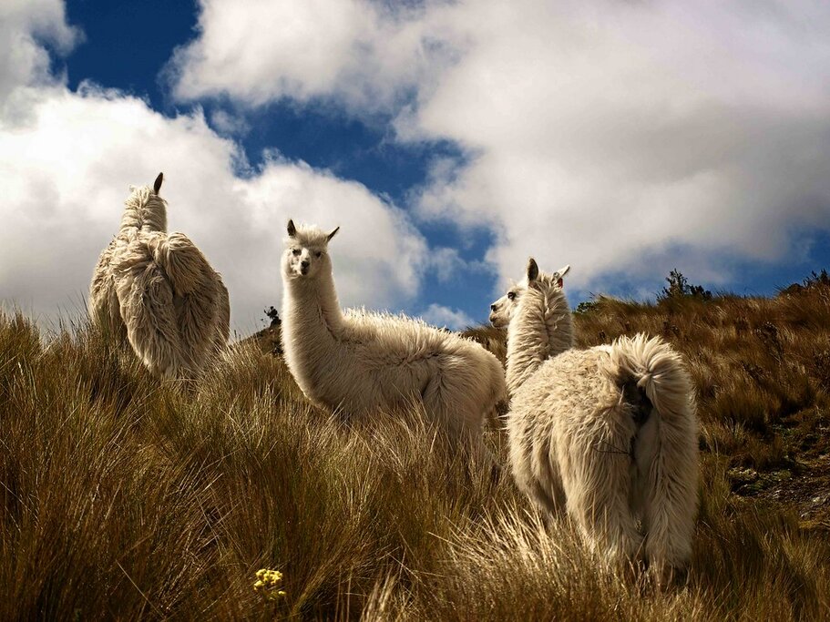 From the Highlands to the Coast: Cajas National Park to Guayaquil
