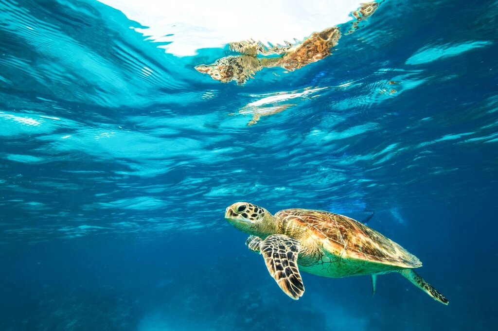 Swim with Sea Turtles