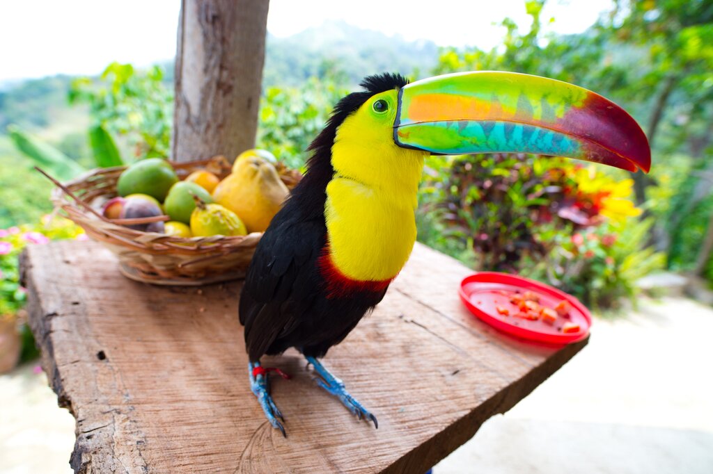 A bright toucan perched on a food table