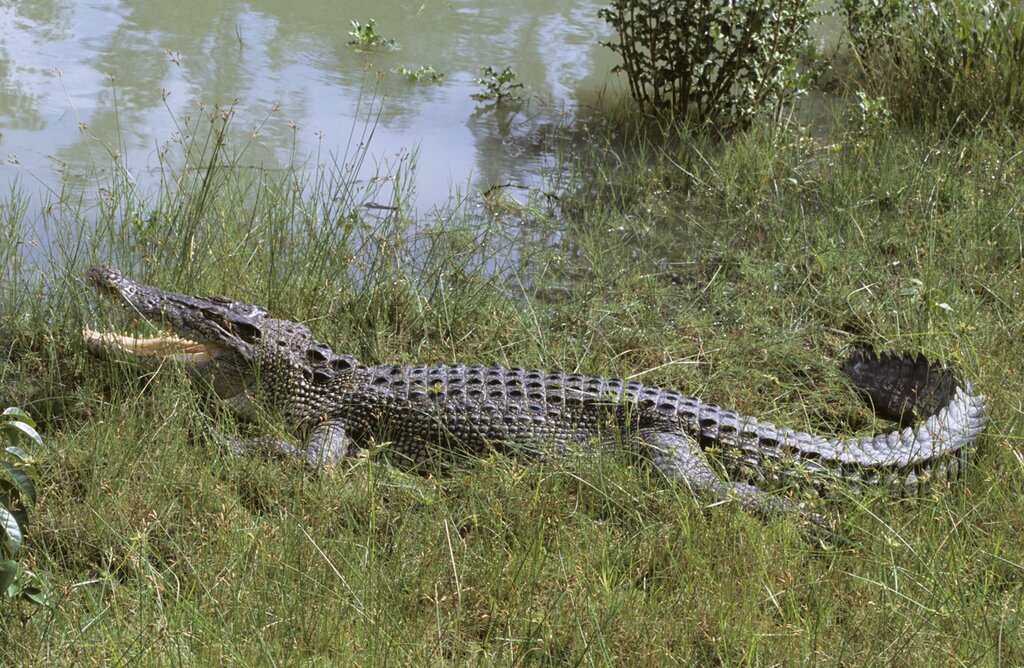 Sundarbans National Park
