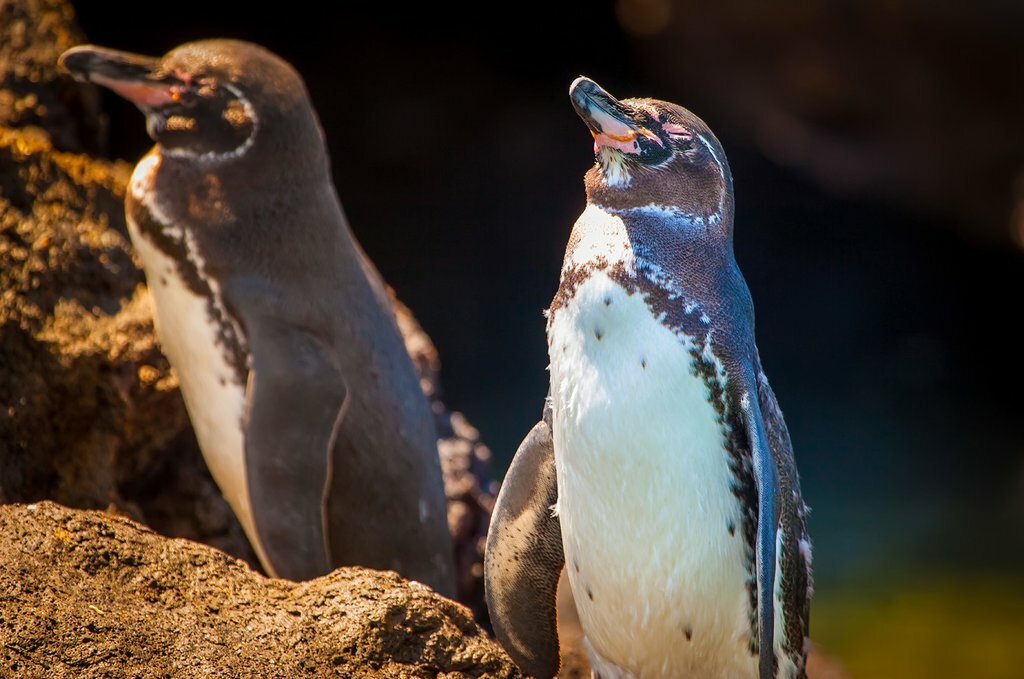 Enjoy observing the endearing penguins on Isla Santa Cruz