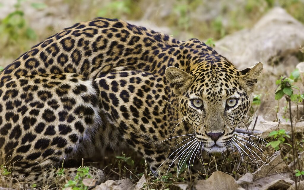 Leopard