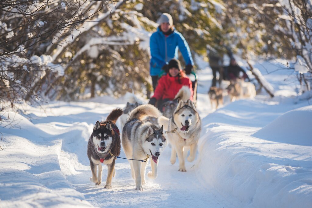 Go Dogsledding