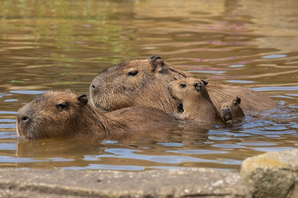 Pantanal capybara
