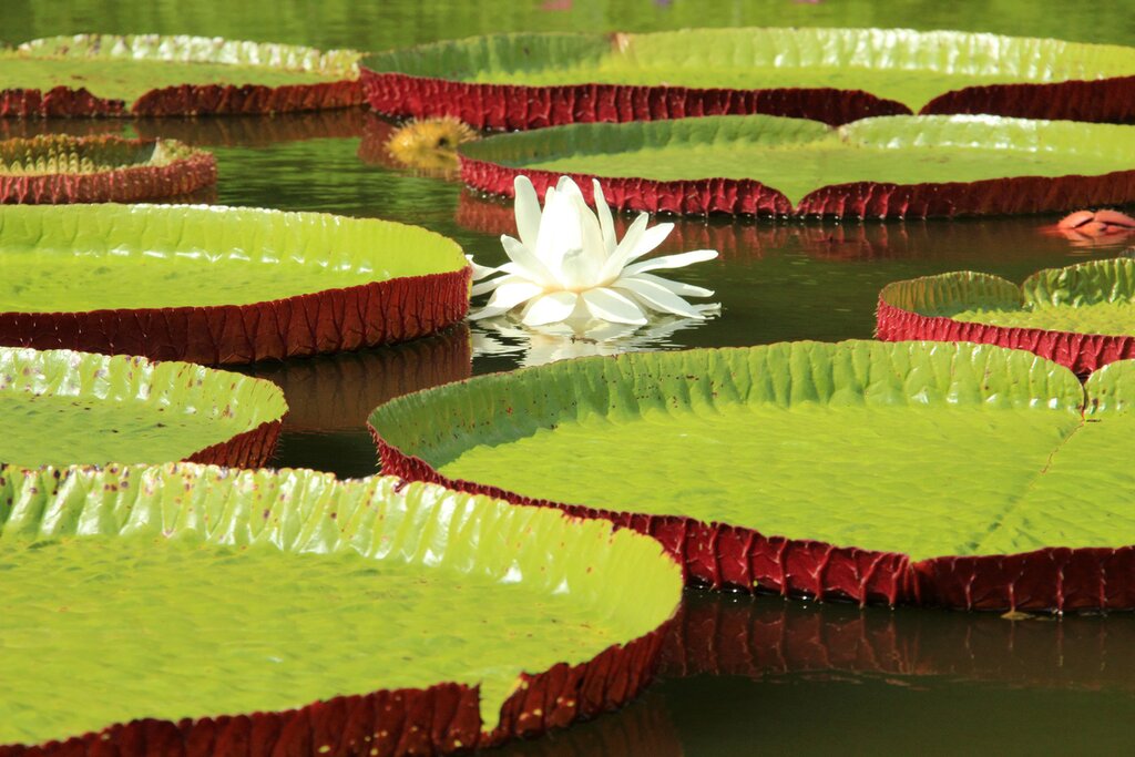 See giant lily pads at an ecological park