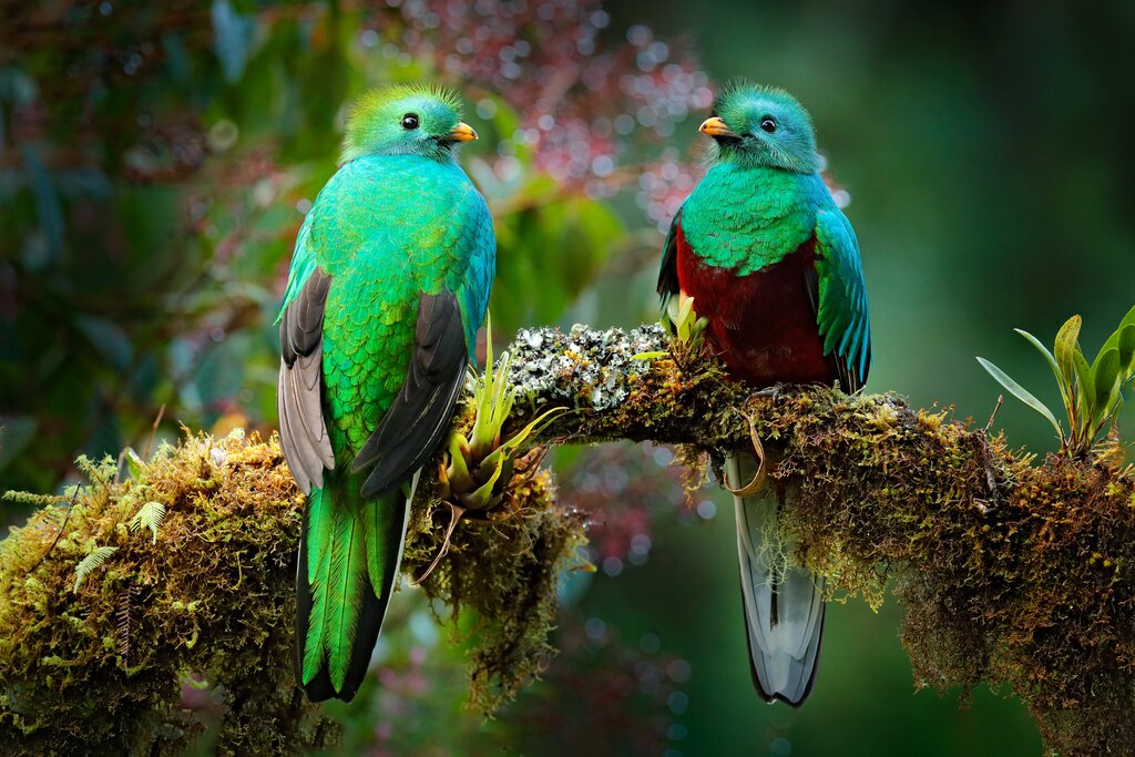 The aptly named resplendent quetzal.