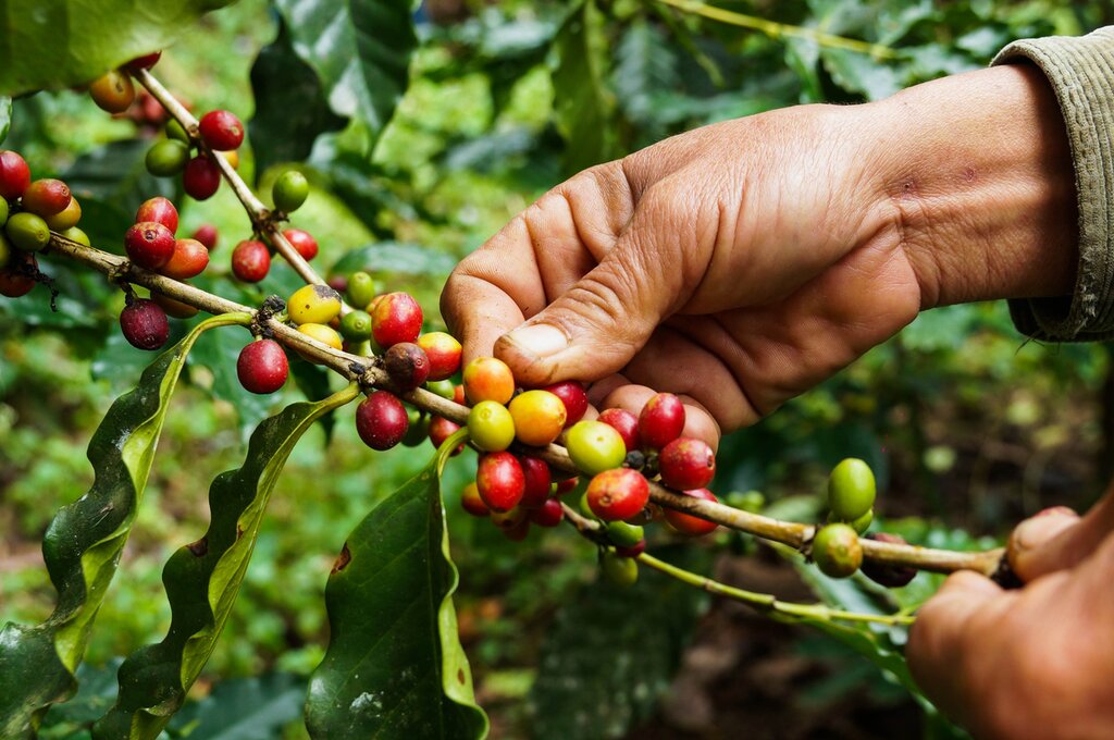 Coffee Tour with local farmers