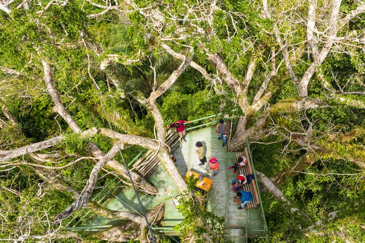 Observation Tower - Rainforest Trails
