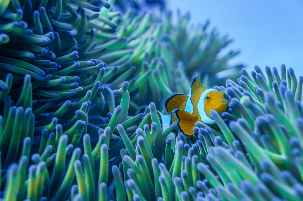 The Great Barrier Reef with Ocean Free