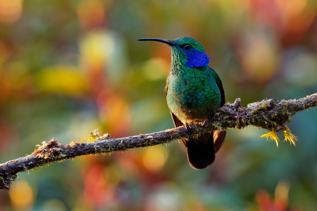 Explore Ecuador's Mindo Cloud Forest and see wildlife like dazzling hummingbirds