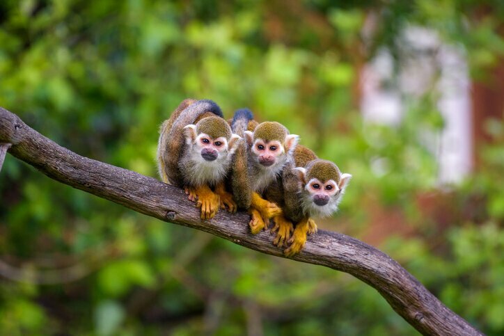 Head into the Ecuadorian Amazon near Tena for wildlife-spotting and rainforest adventures