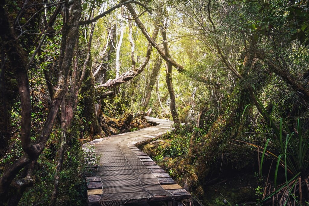 Sendero El Tepual footpath at Chiloe National Park