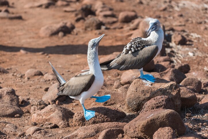 Blue-footed boobies