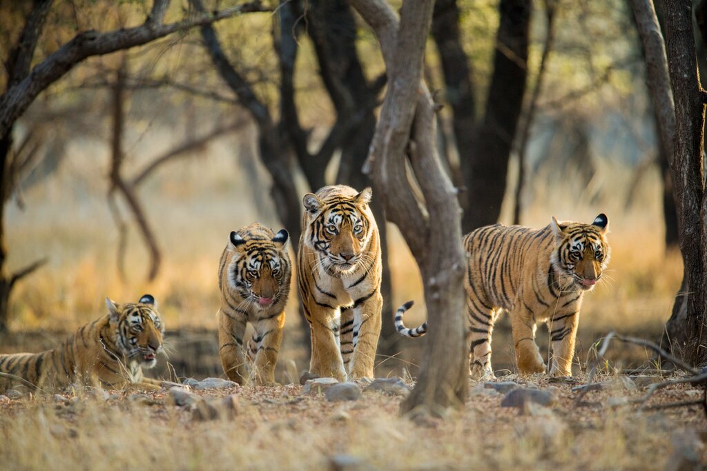 The Royal Bengal Tiger at Ranthambore