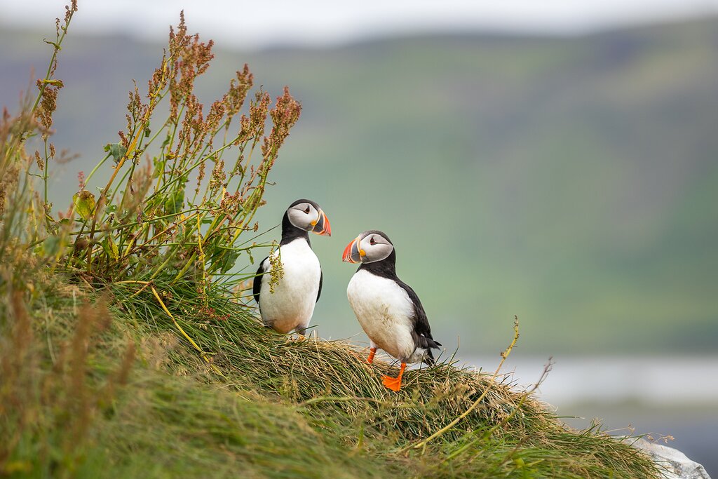 Arctic Puffins