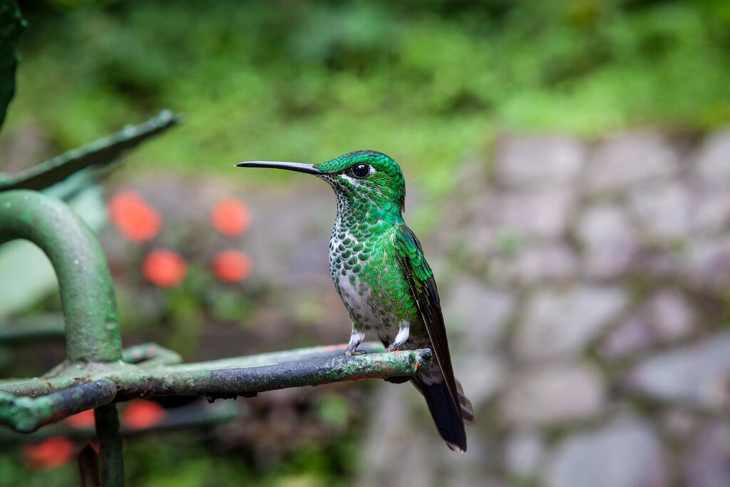 green-crowned brilliant hummingbird