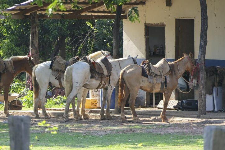 Go horseback riding in the Pantanal