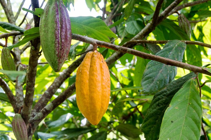 Cocoa beans