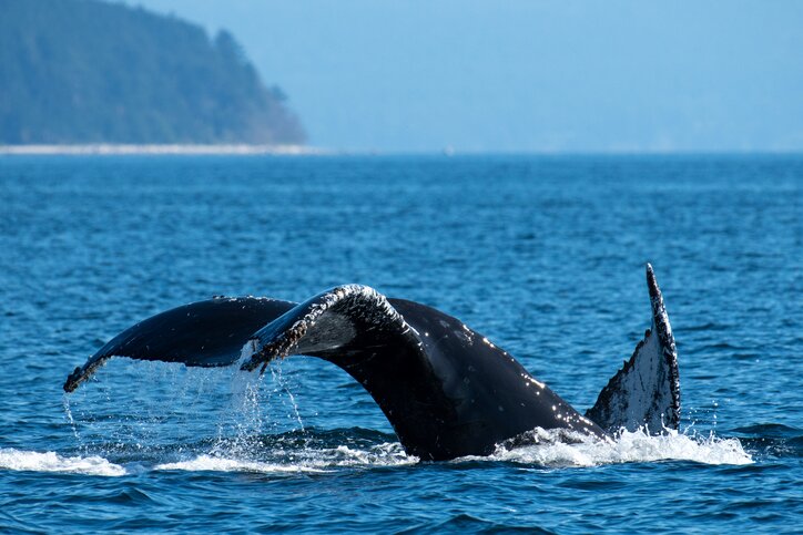 Ucluelet