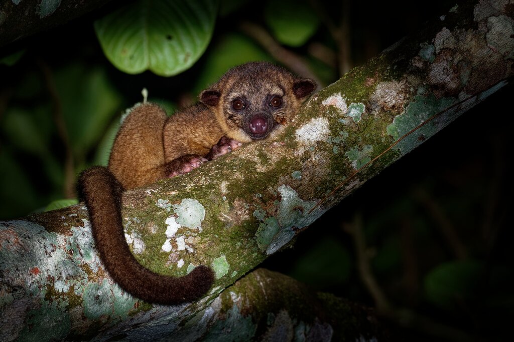 See the night time residents of the Cloud Forest on tonight 's tour, including the adorable kinkajous