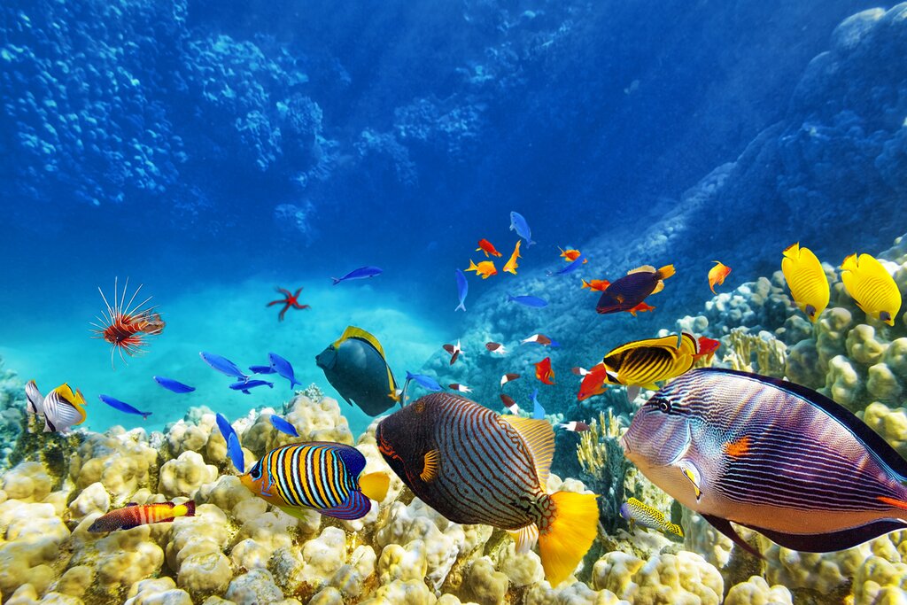 Underwater Maldives