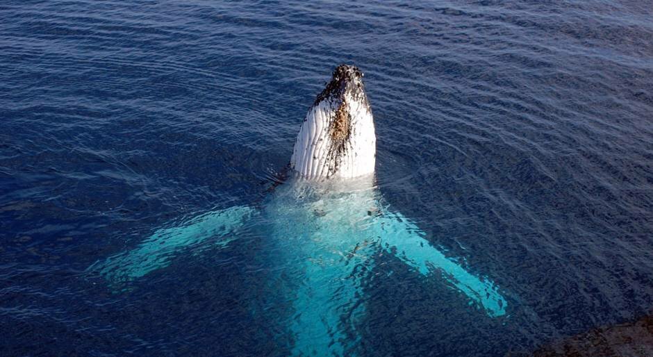 Whale Watching Boat Cruise