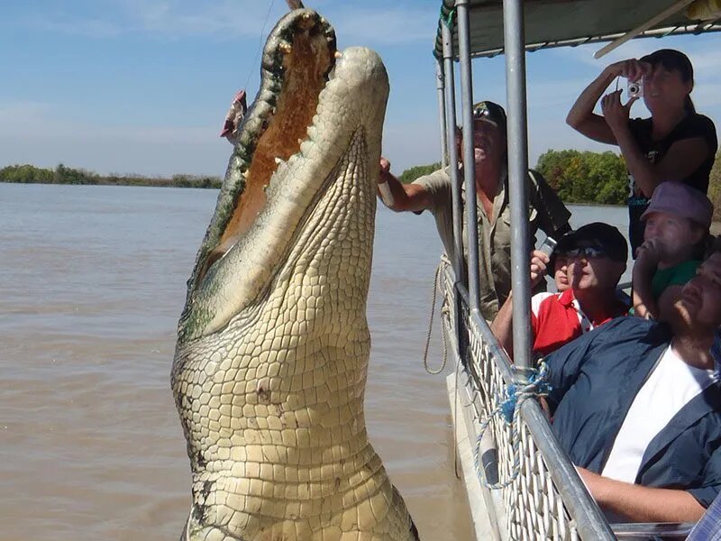 Jumping Crocodile Cruise