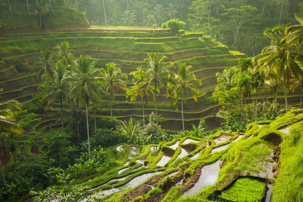 Tegalalang rice terraces