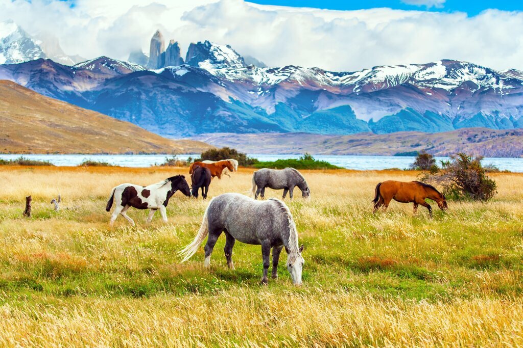 Wild horses graze in Torres del Paine National Park