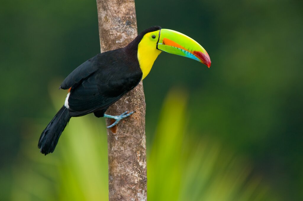 See some of the animals and birds, like these toucans, that featured in Disney's "Encanto"
