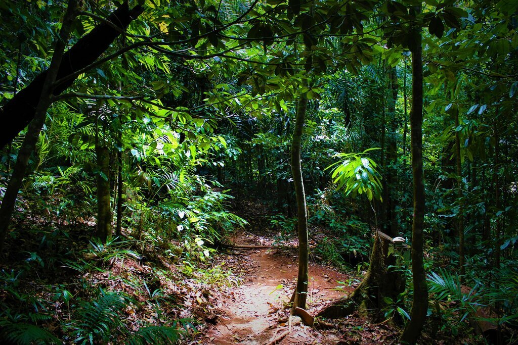 Venture into the Daintree Rainforest