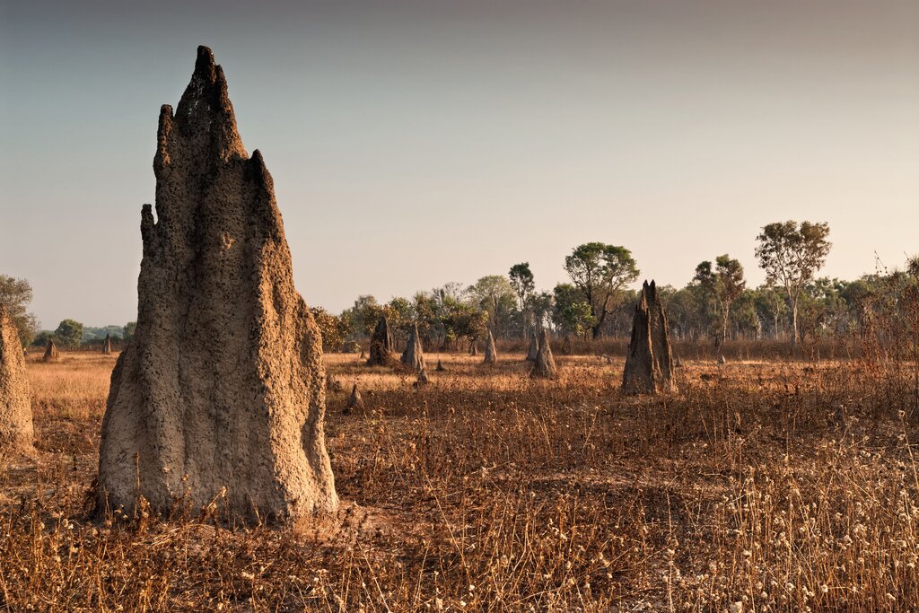 Termite mound