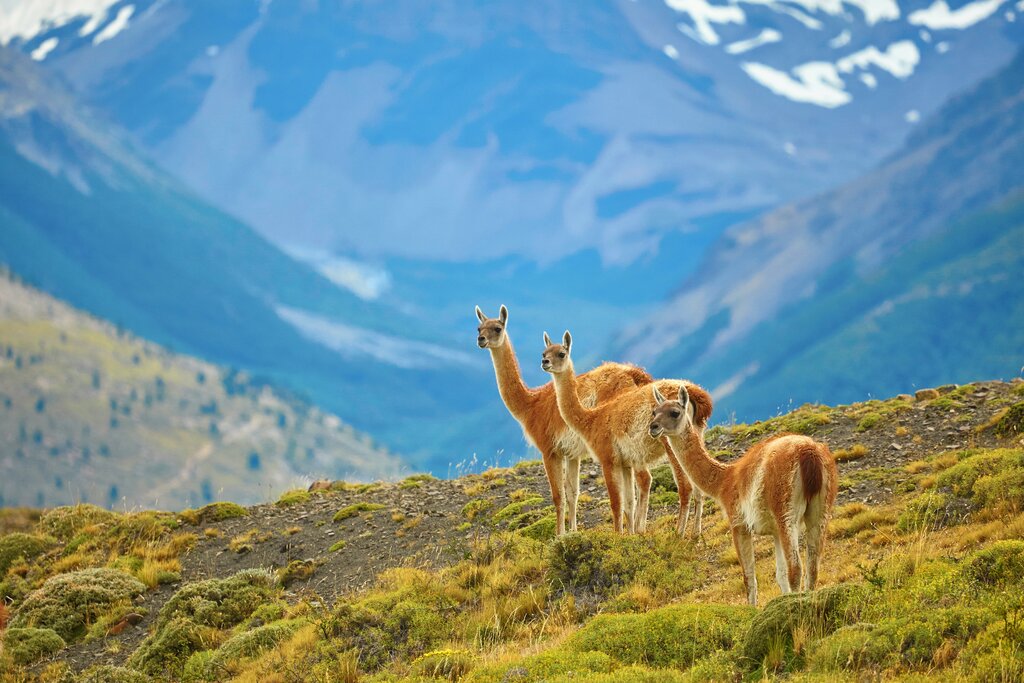 Guanacos in Torres del Paine National Park