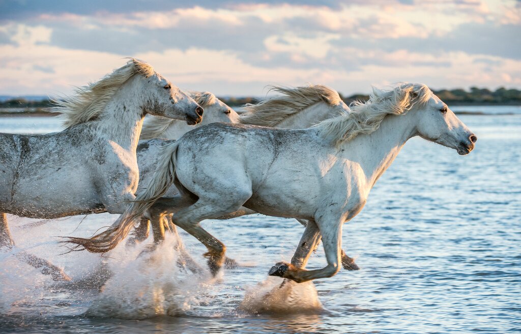 Safari in Camargue