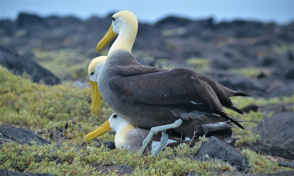 Waved Albatross