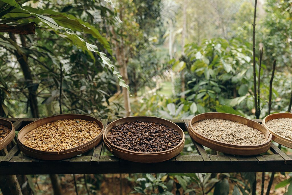 luwak coffee in Munduk, Bali