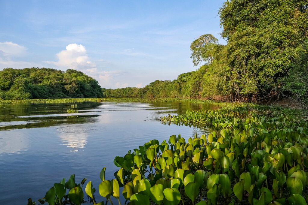 North Pantanal